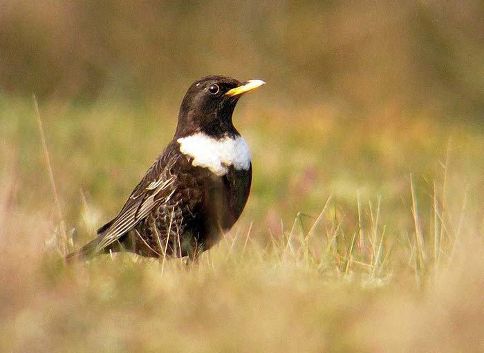 Ring Ouzel