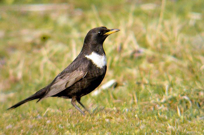 Ring Ouzel