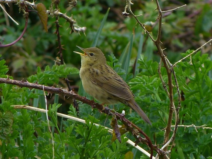 Grasshopper Warbler