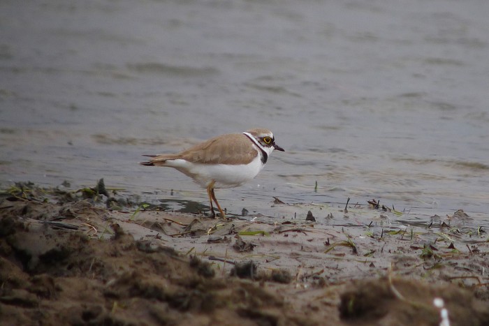 Little Ringed Plover