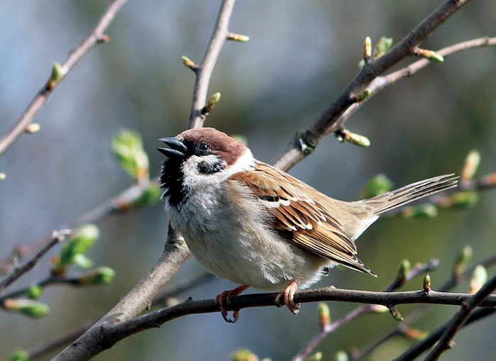 Tree Sparrow