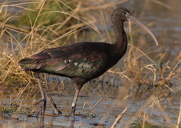 Glossy Ibis