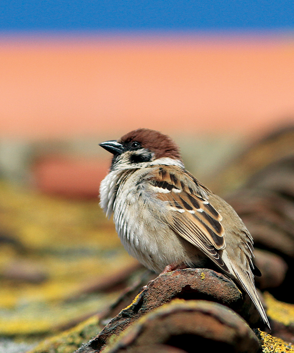 Tree Sparrow