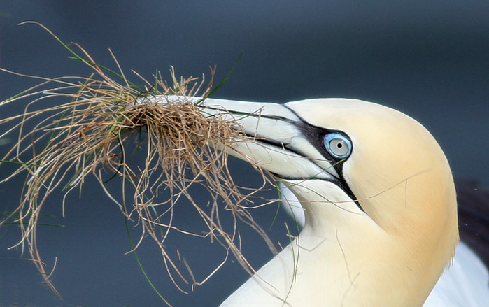 Gannet