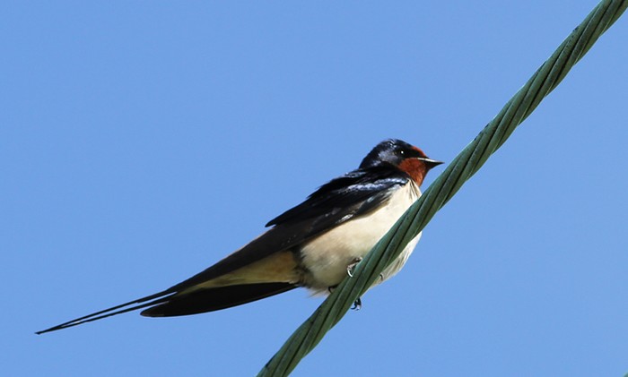 Swallow