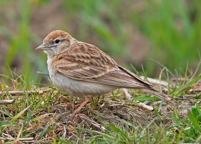 Short-toed Lark