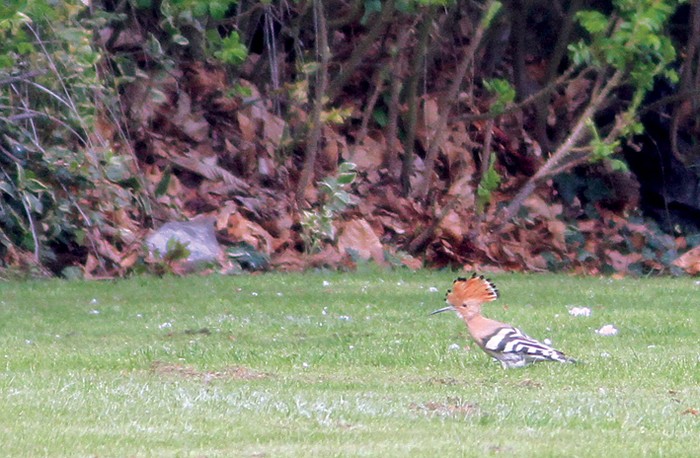 Hoopoe