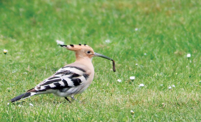 Hoopoe