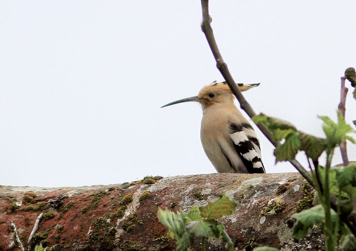 Hoopoe