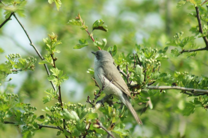Lesser Whitethroat