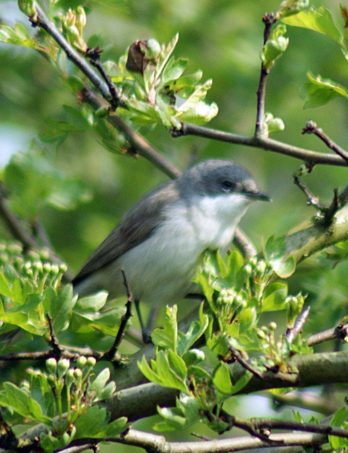 Lesser Whitethroat