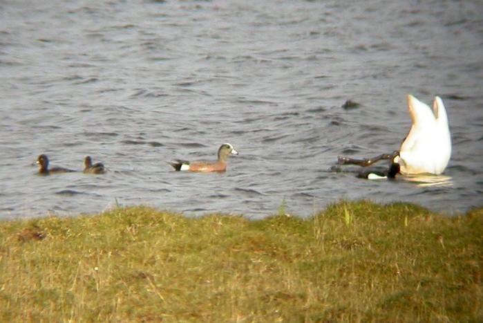 American Wigeon