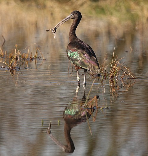 Glossy Ibis