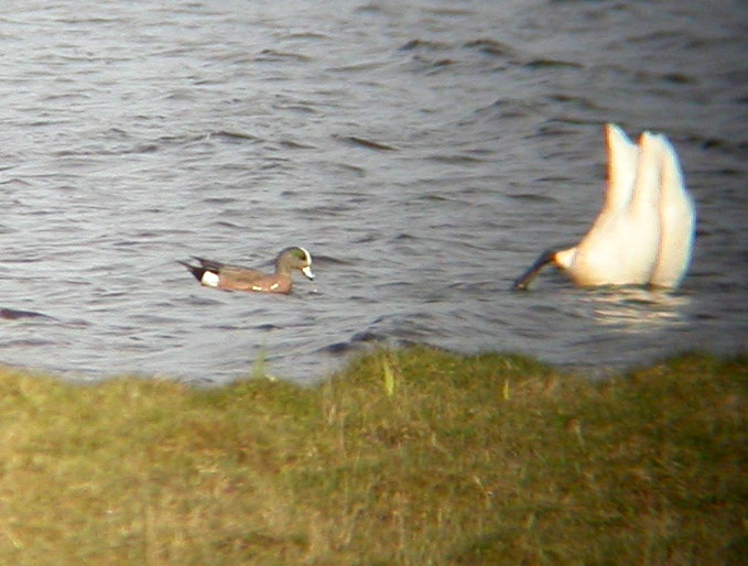 American Wigeon