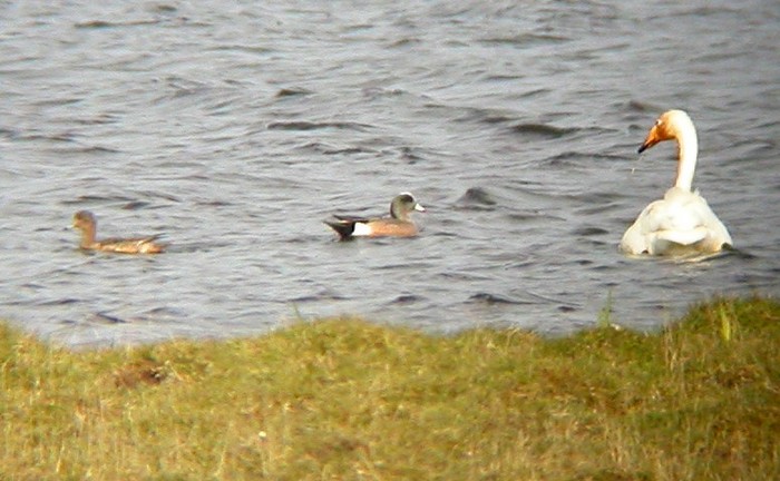 American Wigeon