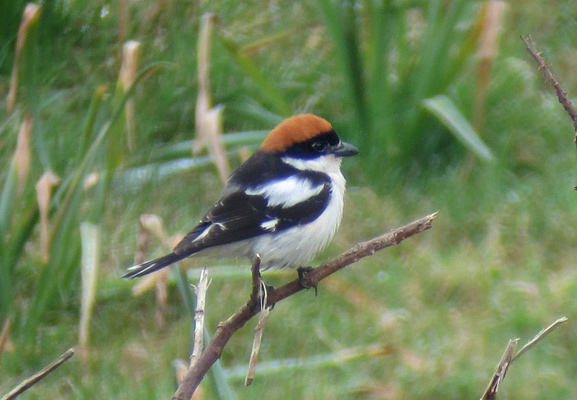 Woodchat Shrike