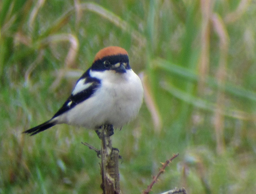Woodchat Shrike