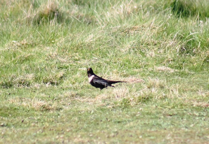 Ring Ouzel