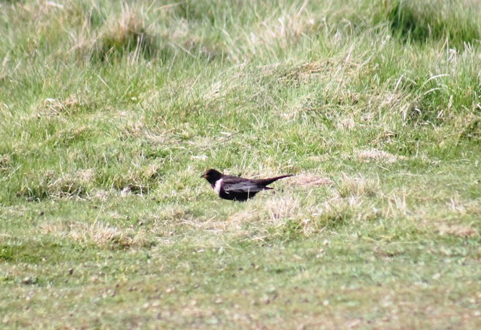 Ring Ouzel