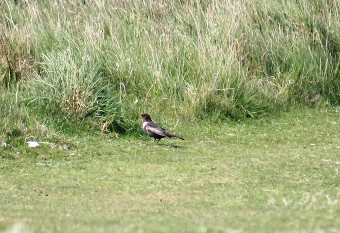 Ring Ouzel