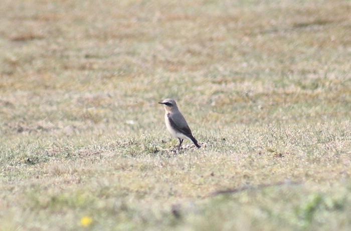Wheatear