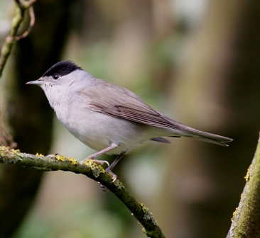Blackcap