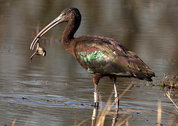 Glossy Ibis
