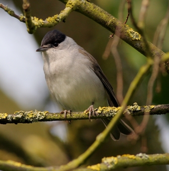Blackcap