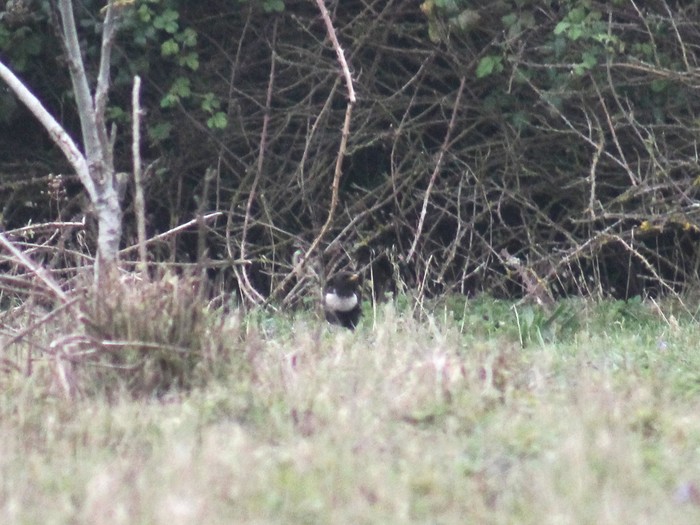 Ring Ouzel