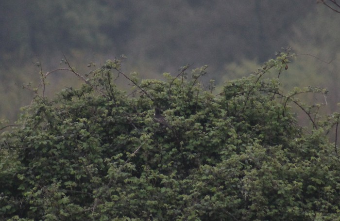 Ring Ouzel