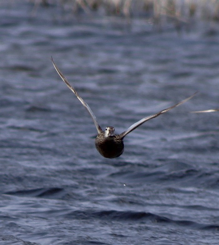Blue-winged Teal