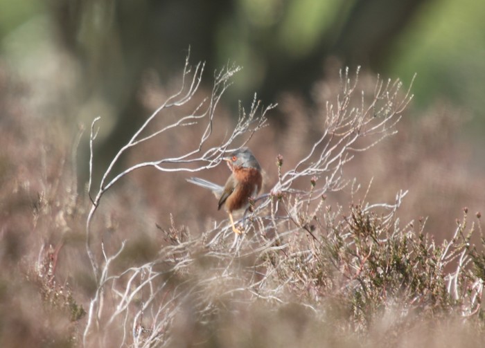 Dartford Warbler