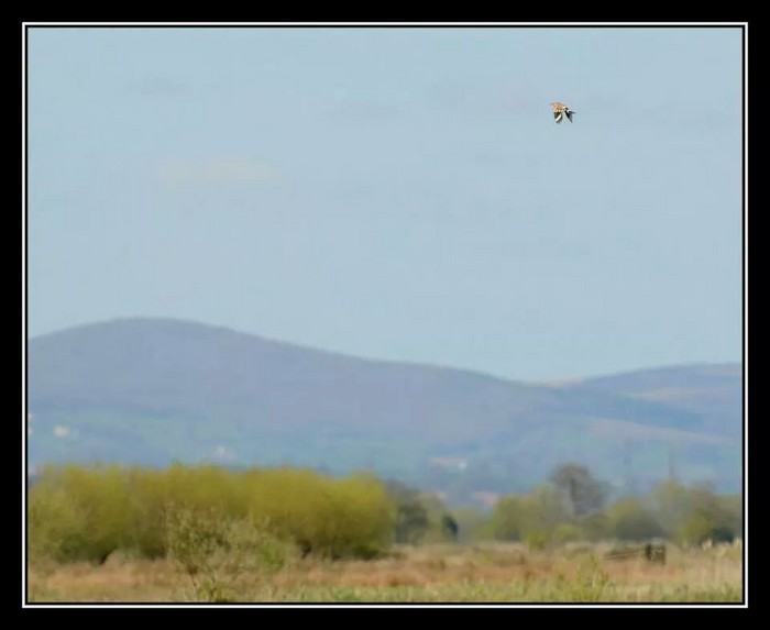 Hoopoe