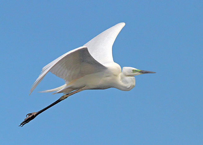 Great White Egret