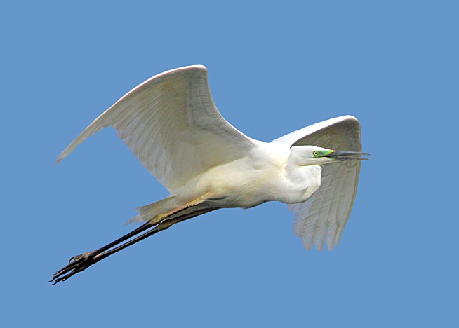 Great White Egret
