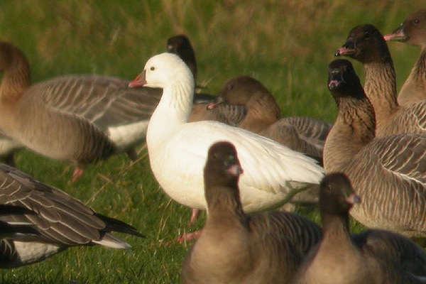 Ross's Goose