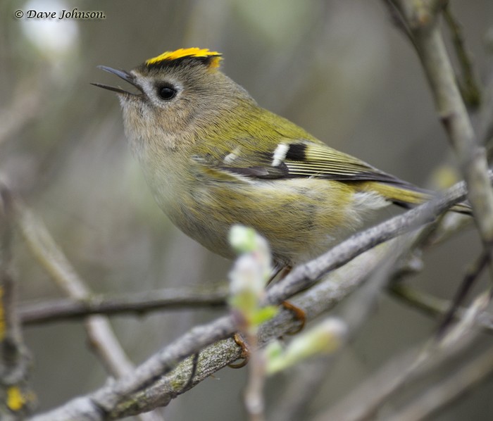 Goldcrest