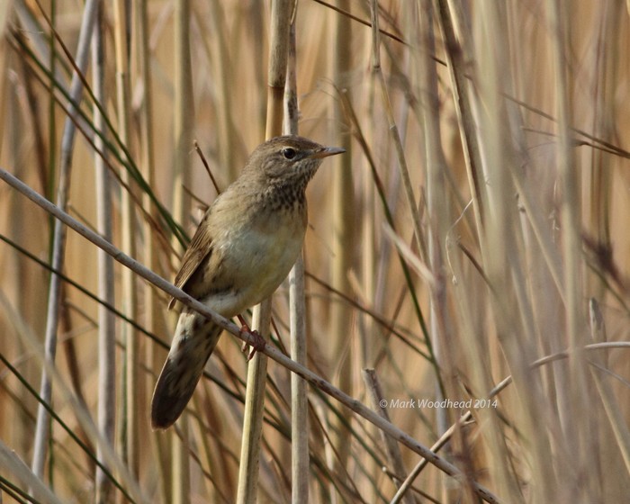 Grasshopper Warbler