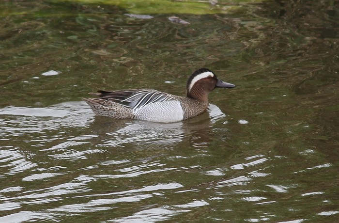 Garganey