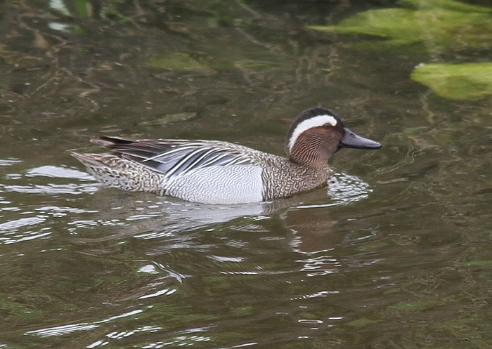 Garganey