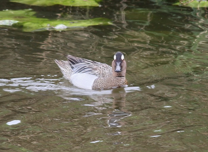Garganey