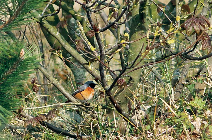 Redstart