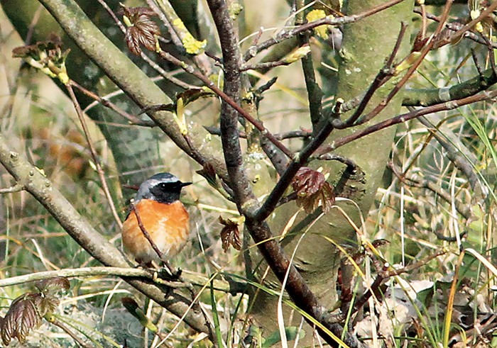 Redstart