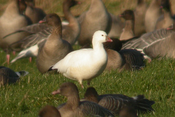 Ross's Goose