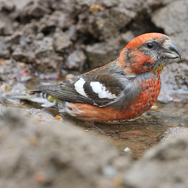 Two-barred Crossbill