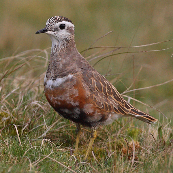 Dotterel