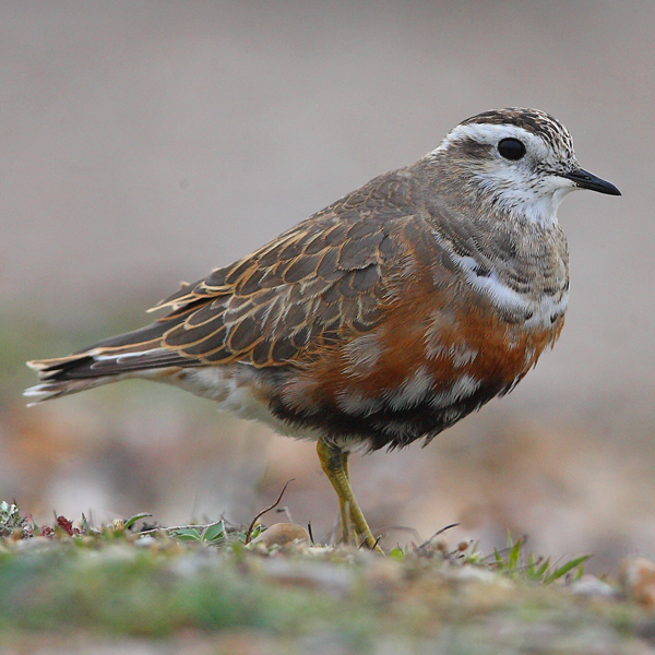 Dotterel