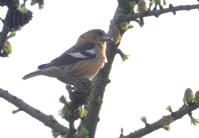 Two-barred Crossbill