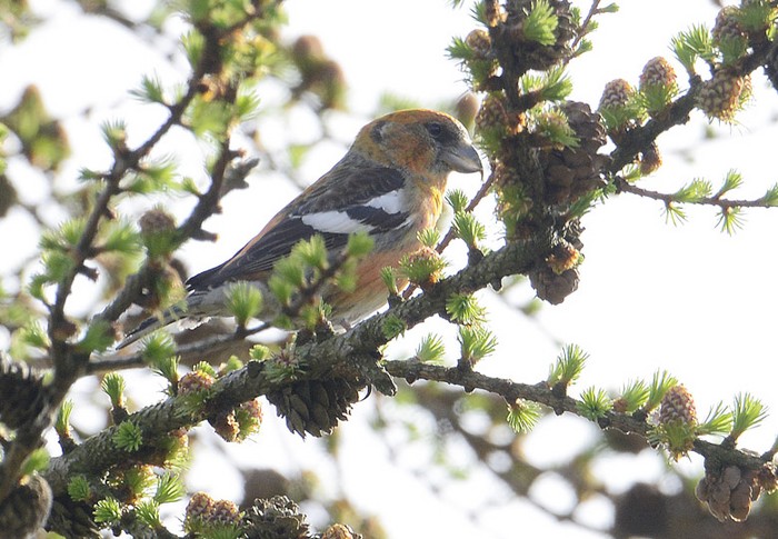 Two-barred Crossbill