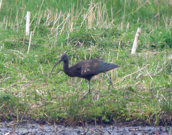 Glossy Ibis